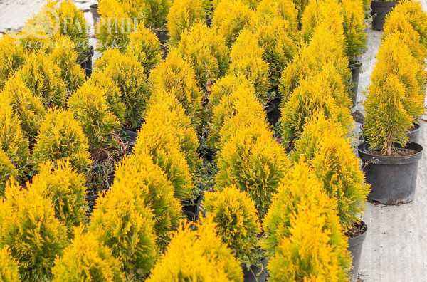 Купить туя складчатая goldy деревья и растения