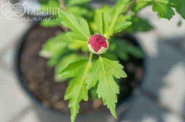 саженцы Гибискус сирийский  Pink Giant