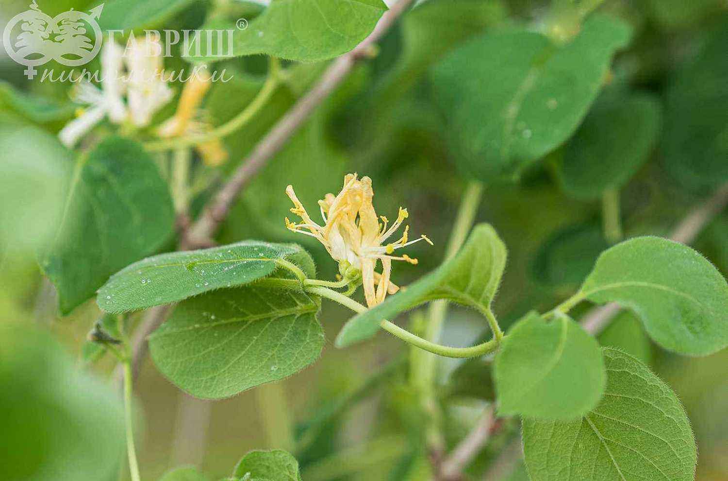 Жимолость обыкновенная  (лесная, настоящая)