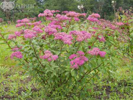 саженцы Спирея японская Anthony Waterer