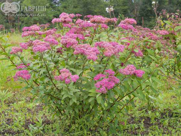 саженцы Спирея японская Anthony Waterer