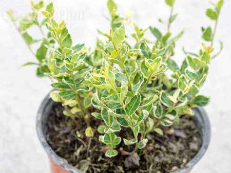 саженцы Барвинок малый Gertrude Jekyll