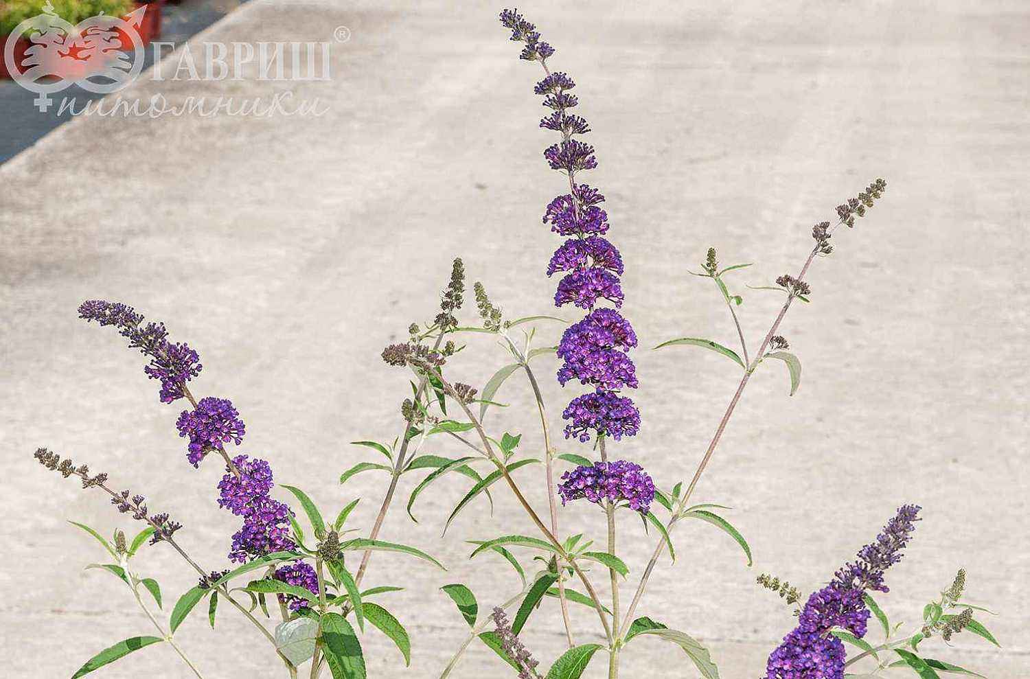 Буддлея Давида Black Knight