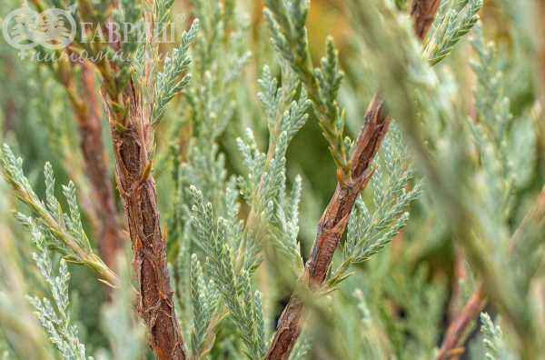 Купить можжевельник скальный moffat blue деревья и растения