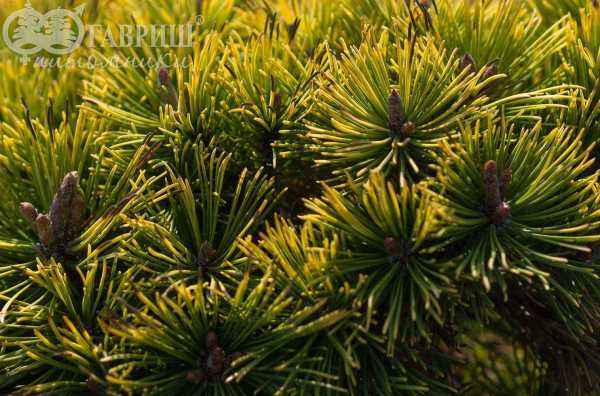 Купить сосна горная carsten деревья и растения