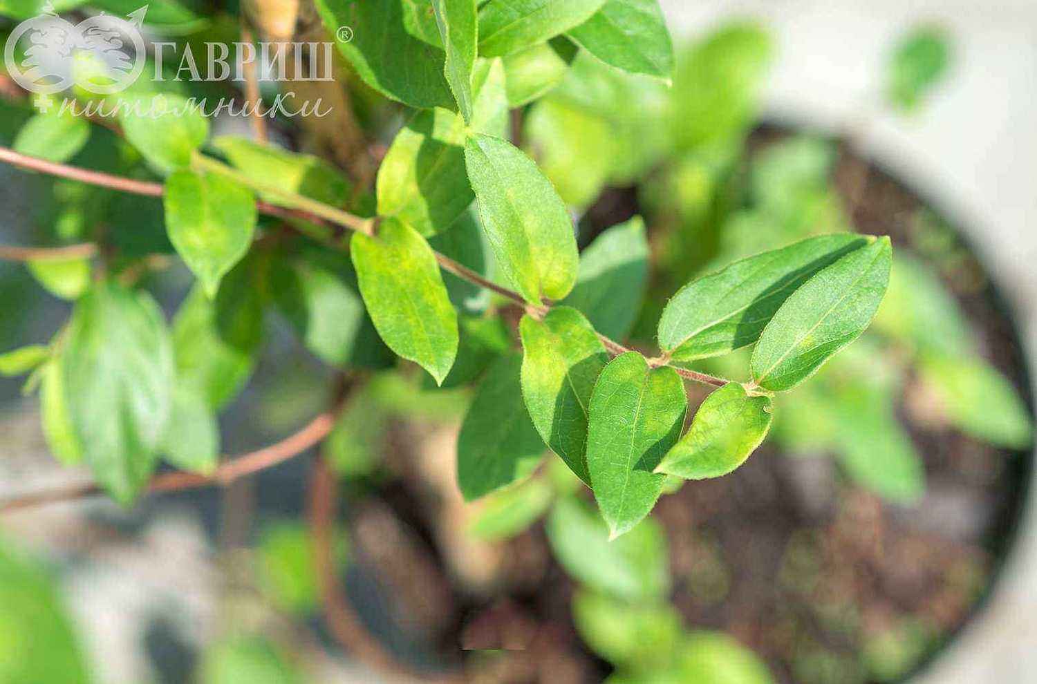 Жимолость японская American Beauty