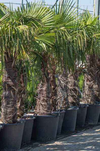 саженцы Трахикарпус Форчуна