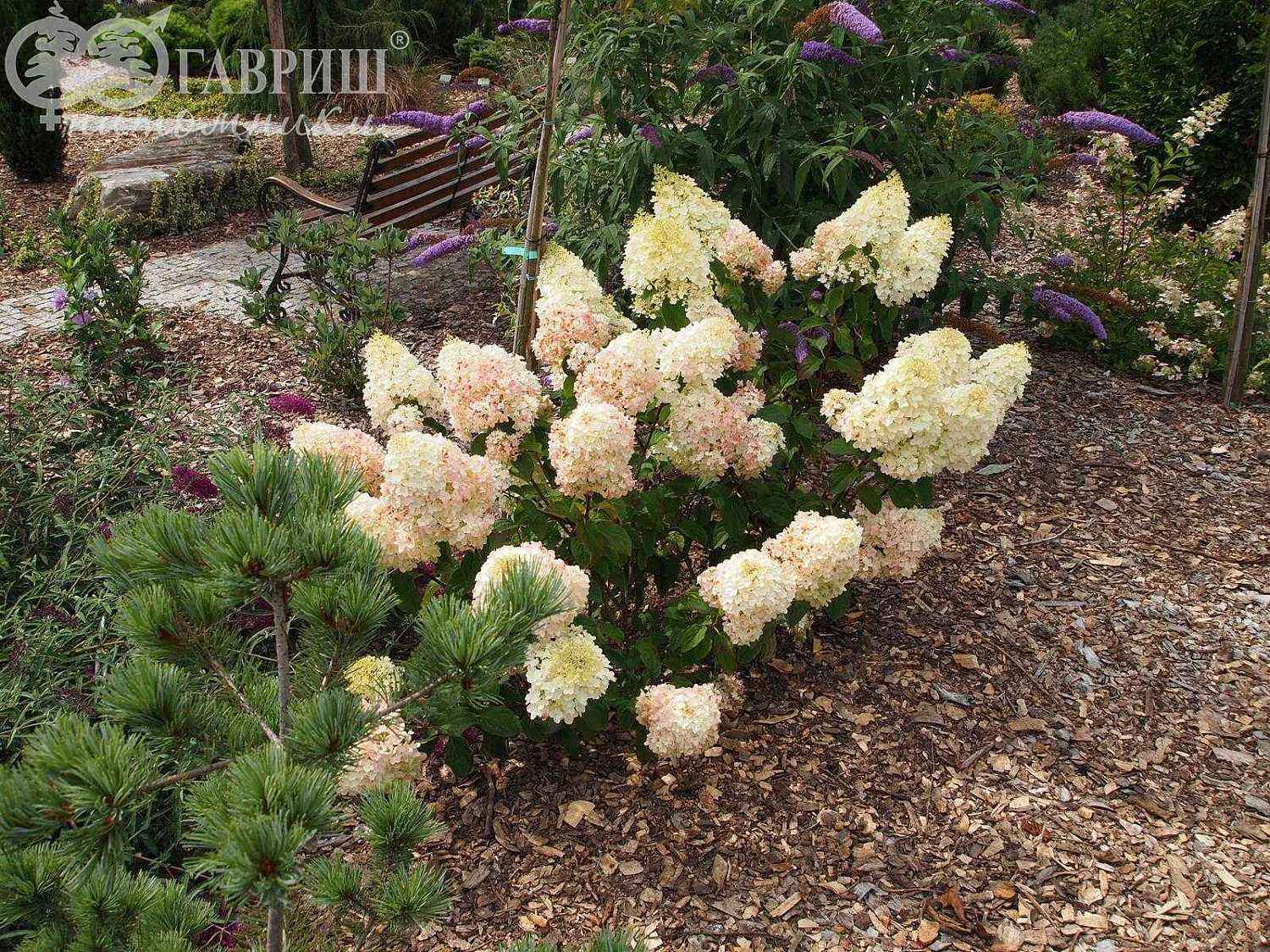 Гортензия метельчатая Silver Dollar