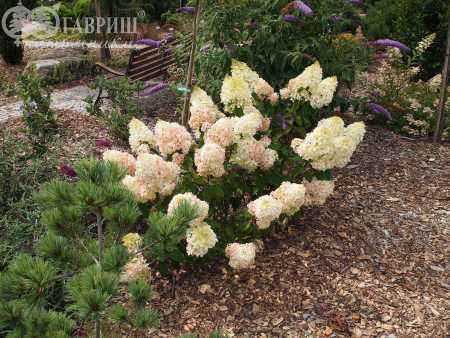 саженцы Гортензия метельчатая Silver Dollar