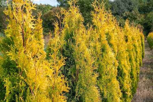 Купить туя западная golden smaragd деревья и растения