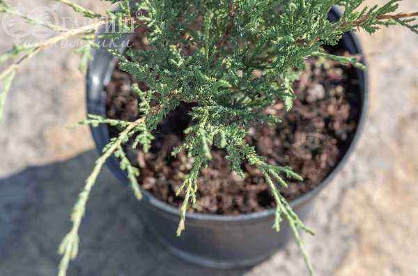 Купить можжевельник казацкий hicksii деревья и растения