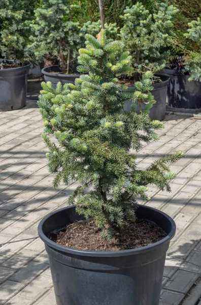 Купить ель колючая  blue mountain деревья и растения