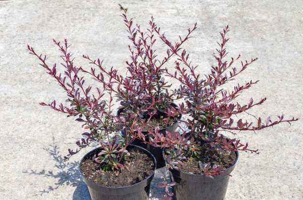 саженцы Барбарис Тунберга Red Chief