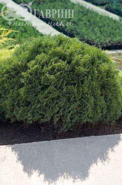 Купить туя западная hoseri деревья и растения