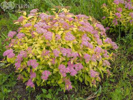 саженцы Спирея японская Goldmound