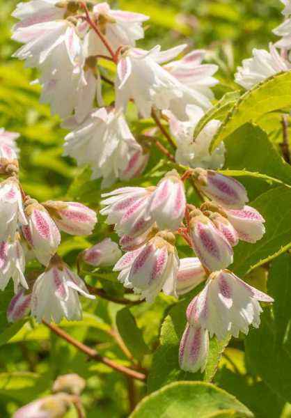 саженцы Дейция шершавая Candidissima