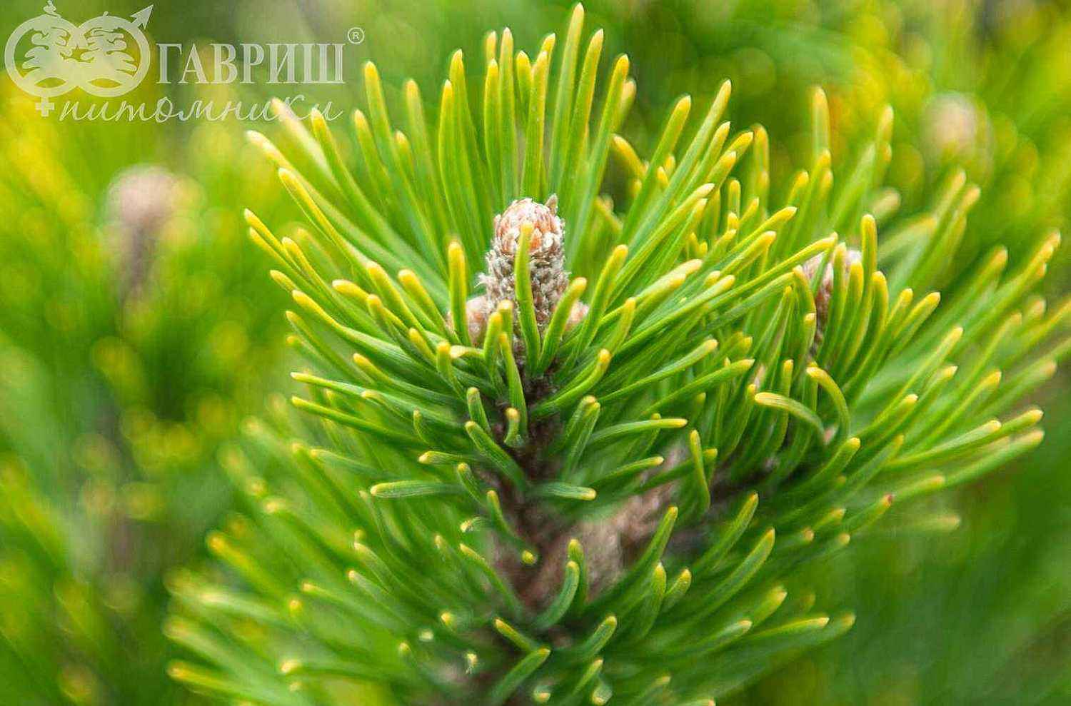 Сосна горная Pumilio