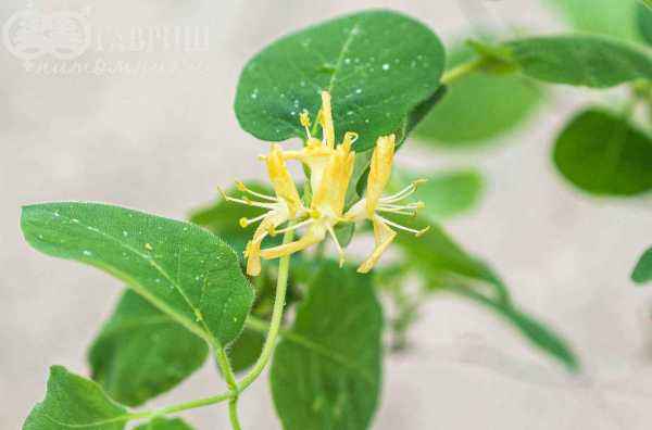 саженцы Жимолость обыкновенная  (лесная, настоящая)