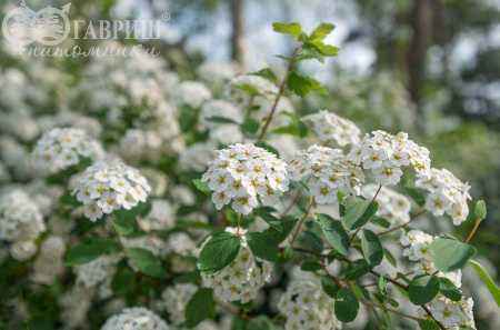 саженцы Спирея Vanhouttei