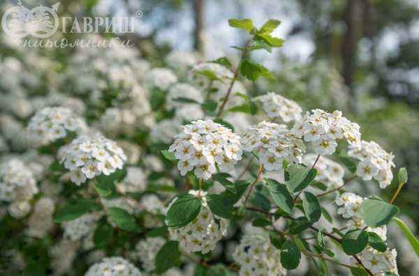 саженцы Спирея Vanhouttei