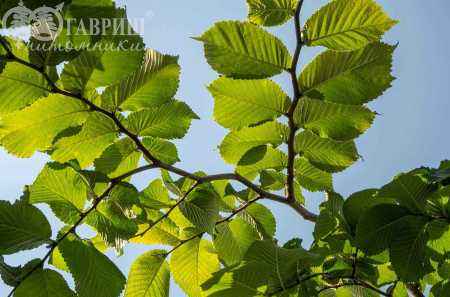 Саженцы вяз camperdownii