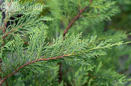 Купить купрессоципарис (кипарисовик) лейланда деревья и растения