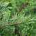 Купить купрессоципарис (кипарисовик) лейланда деревья и растения