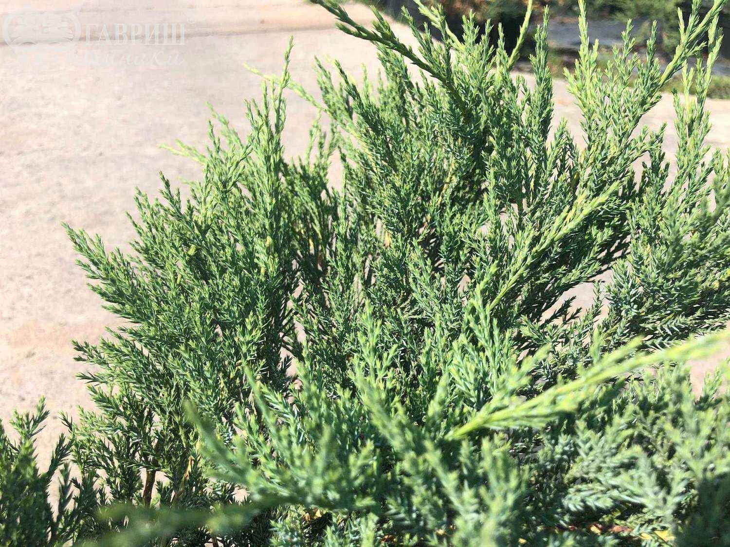 Можжевельник казацкий Blue Danube