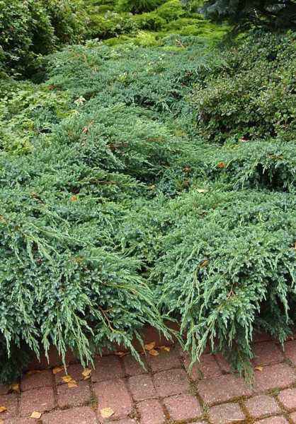 Купить можжевельник чешуйчатый blue carpet деревья и растения