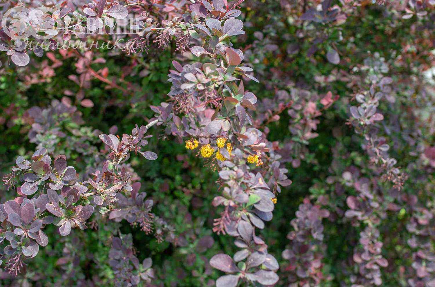 Барбарис Оттавский Superba