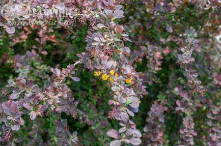 саженцы Барбарис Оттавский Superba