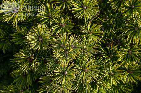 Купить сосна горная ophir деревья и растения