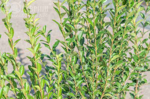 саженцы Бирючина обыкновенная