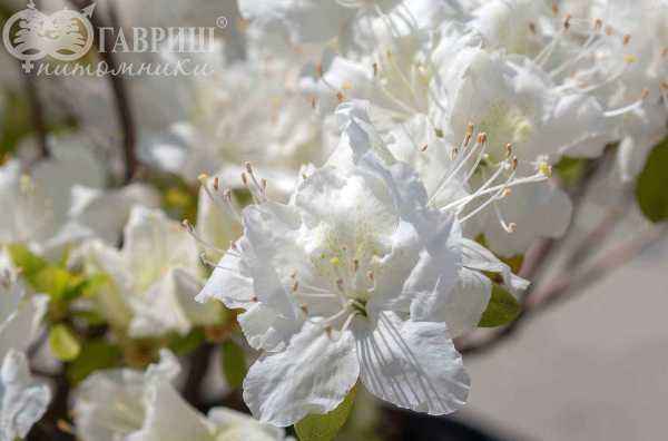 саженцы Азалия японская Schneesturm