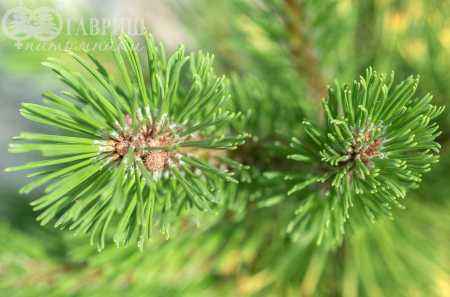 Купить сосна горная ophir деревья и растения