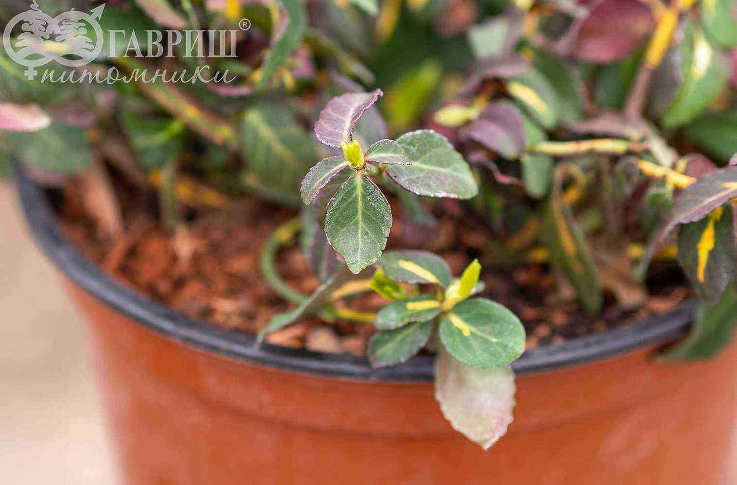 Бересклет Форчуна Interbolwi