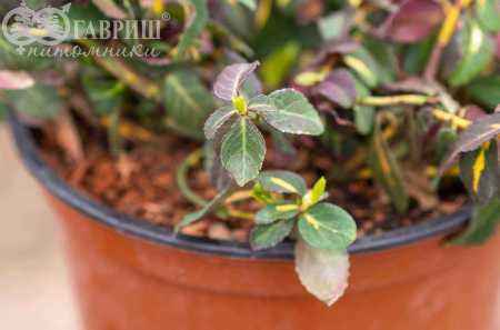 саженцы Бересклет Форчуна Interbolwi