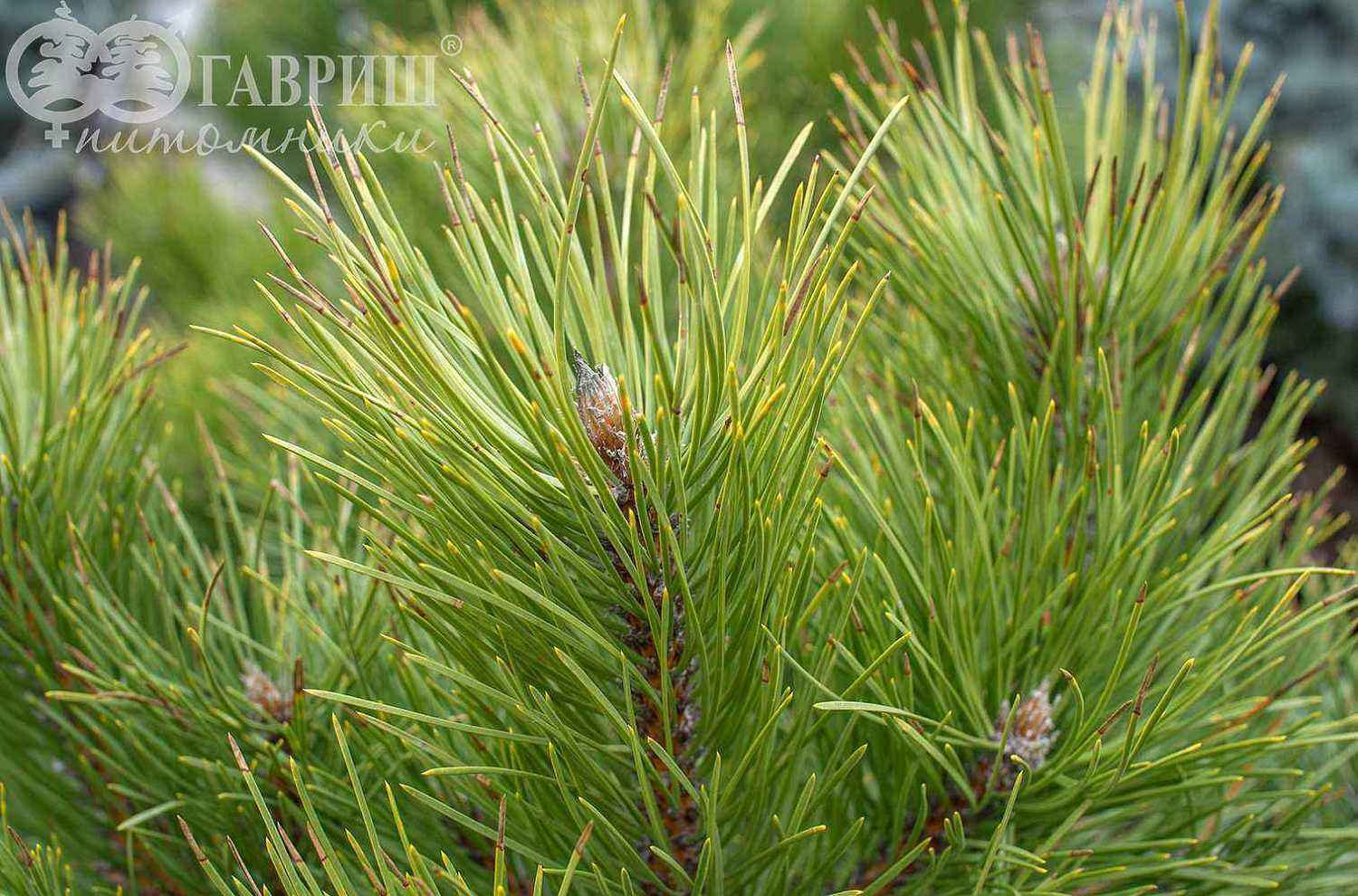 Сосна черная Hornibrookiana