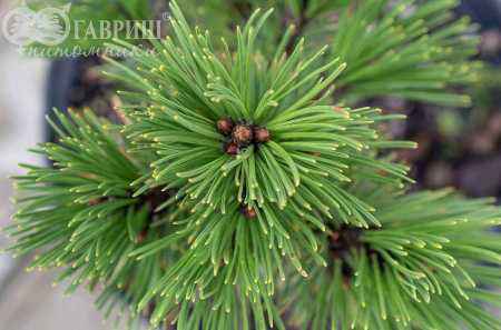 Купить сосна гельдриха grune lagune деревья и растения