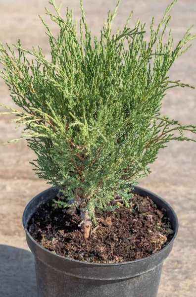 Купить можжевельник казацкий knap hill деревья и растения