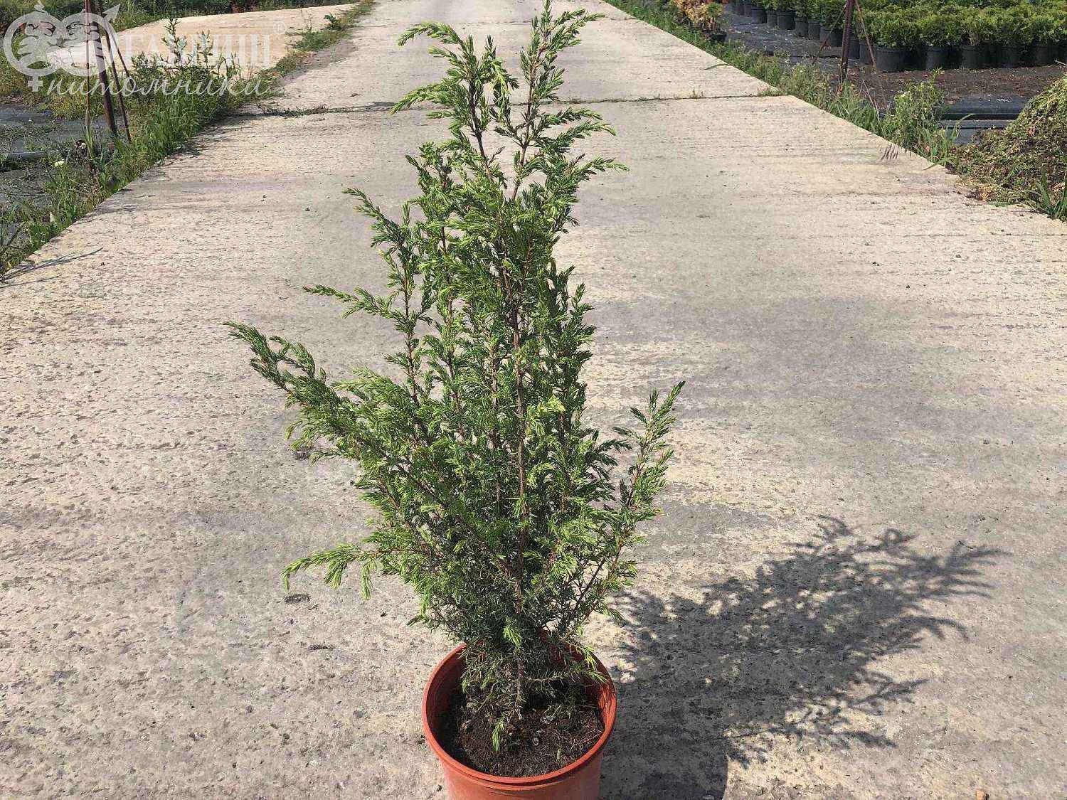 Можжевельник обыкновенный Meyeri