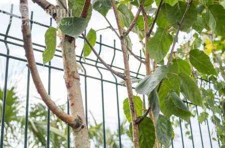 Саженцы береза бородавчатая