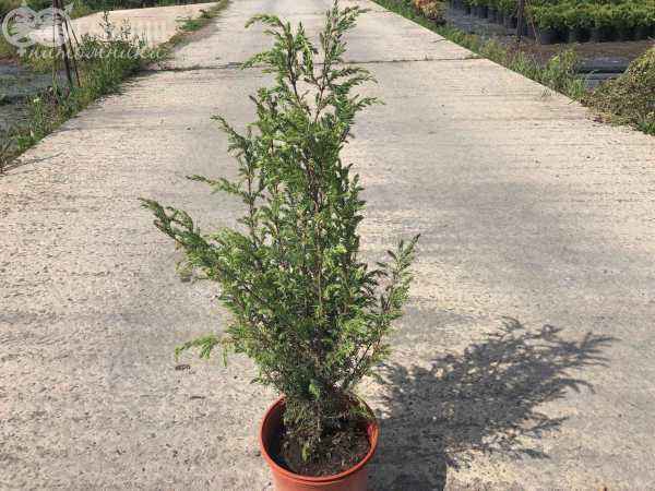 Купить можжевельник обыкновенный meyeri деревья и растения