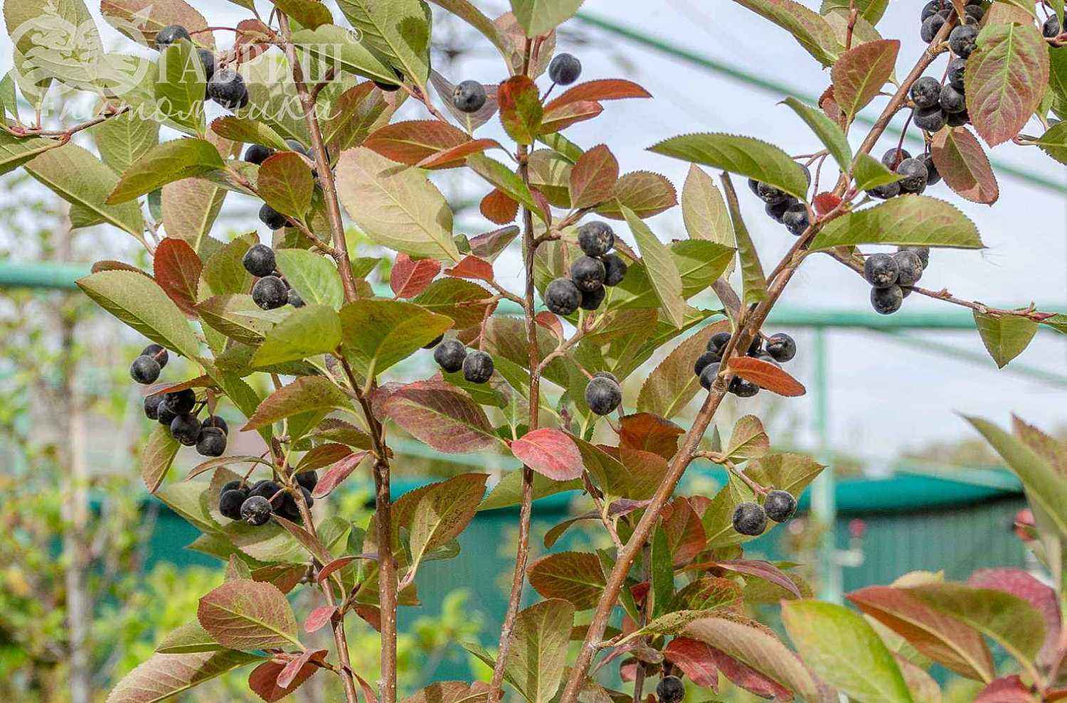 Арония черноплодная или черноплодная рябина