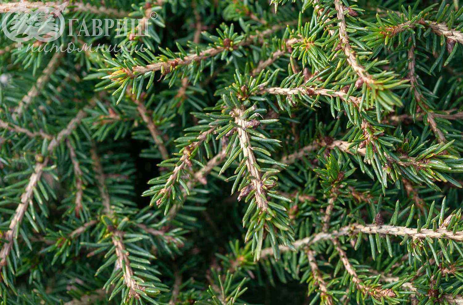 Ель обыкновенная Nidiformis