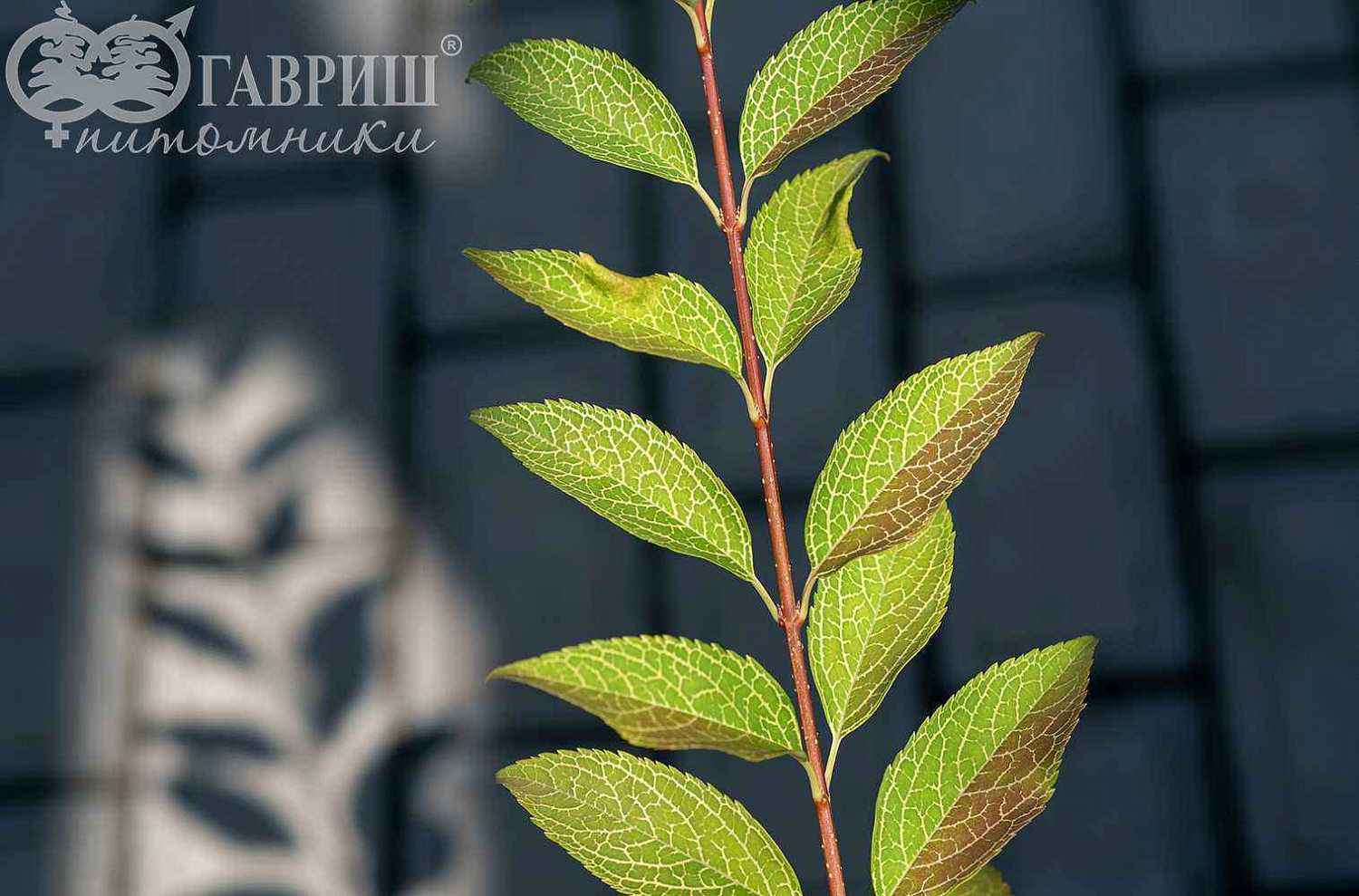 Форзиция промежуточная (корейская) Kumson