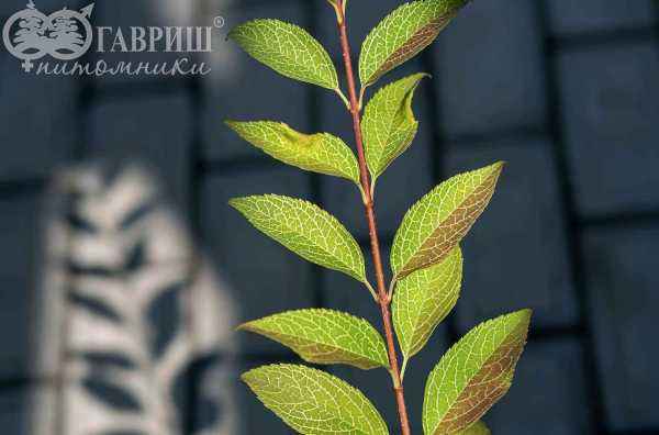 саженцы Форзиция промежуточная (корейская) Kumson