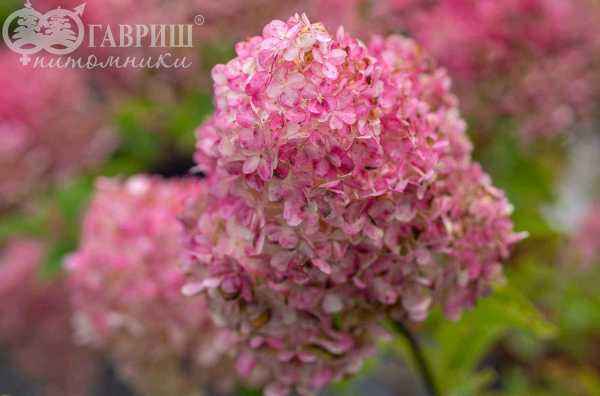 саженцы Гортензия метельчатая Grandiflora