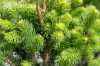 Купить ель колючая  cupressina деревья и растения