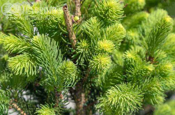 Купить ель колючая  cupressina деревья и растения